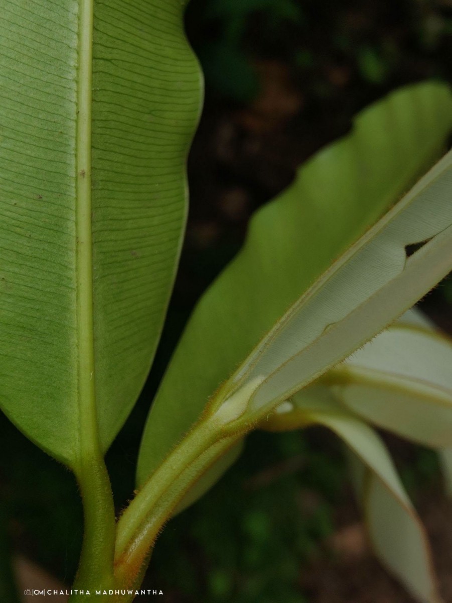 Calophyllum bracteatum Thwaites